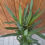Juka obrovská (Yucca Elephantipes) - výška 50-60 cm, kont. C3L - DVOJKMEŇ